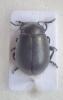Chrysolina platypoda